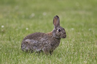 European rabbit (Oryctolagus cuniculus), common rabbit sitting in meadow