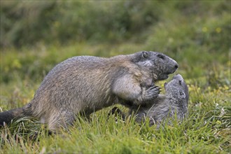 Alpine marmot (Marmota marmota) adult playing with young, Hohe Tauern National Park, Carinthia,