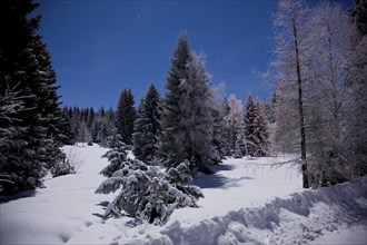 Forest under a full moon in winter