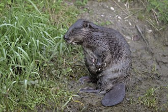 Eurasian beaver, european beaver (Castor fiber) mother standing on the river bank, Freiamt, Canton