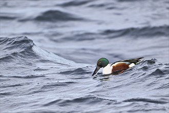 Northern shoveler (Spatula clypeata) (Syn.: Anas clypeata), male swimming on Lake Zug, Switzerland,