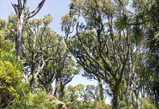 Ship Creek, Walk, Neuseeland