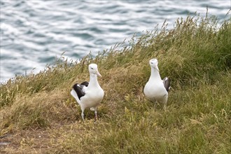 Albatros (Diomedea sanfordi), Taiaroa Head, Otago Peninsula, Neuseeland