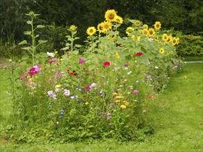 Flowerbed with blooming sunflowers (Helianthus annuus), North Rhine-Westphalia, Germany, Europe