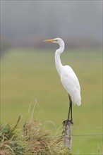 Great egret (Ardea alba), wildlife, standing on a post of a pasture fence, Ochsen Moor, Dümmer