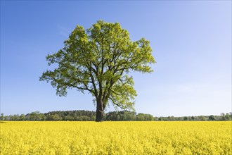 English oak (Quercus robur), solitary standing next to a flowering rape (Brassica napus), blue sky,