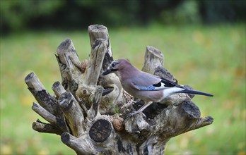 Eurasian jay (Garrulus glandarius) at the feeding place with birdseed and walnuts