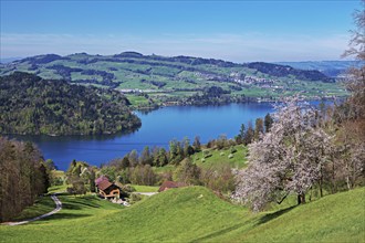 View of Lake Zug with the Chiemen, cherry tree in bloom in front, Walchwil, Canton Zug,