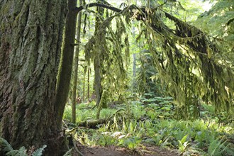 Huge old Douglas firs, overgrown with mosses and lichens, Cathedral Grove, MacMillan Park,