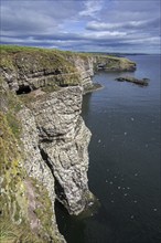 Sea cliffs, home of seabird colonies in breeding season in spring at Fowlsheugh, coastal nature