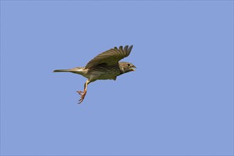 Corn bunting (Miliaria calandra) (Emberiza miliaria) calling in flight against blue sky