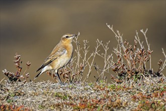 Northern wheatear (Oenanthe oenanthe) juvenile in late summer moving into 1st winter plumage