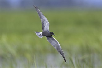 Black tern (Chlidonias niger) flying in breeding plumage over wetland in spring