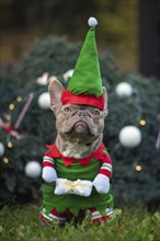 Funny lilac colored French Bulldog dog wearing a traditional cute christmas elf costume with arms