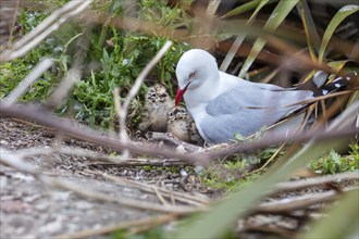 Gulls (Larinae), Otago Peninsula, New Zealand, Oceania