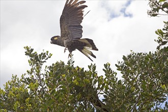 Yellow-billed cockatoo in Narawntapu National Park, Tasmania