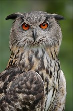 Eurasian eagle-owl (Bubo bubo), portrait, captive, North Rhine-Westphalia, Germany, Europe