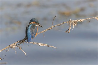 Kingfisher (Alcedo atthis) fishing, perched on a branch. France