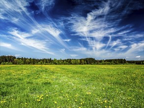 Wooden planks floor against peaceful summer meadow background