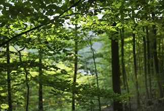 Forest in Sauerland, Germany, Europe