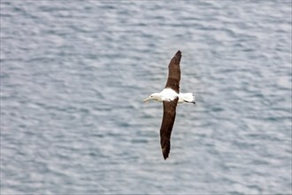 Albatros (Diomedea sanfordi), Taiaroa Head, Otago Peninsula, Neuseeland