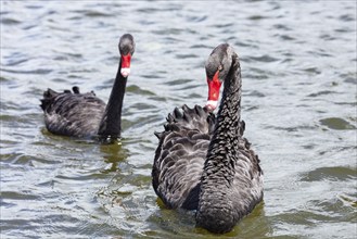 Black Swan (Cygnus atratus), Rotorua, Lake, New Zealand, Oceania