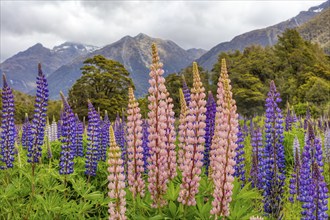 Lupins (Lupinus), Fiordland National Park, New Zealand, Oceania