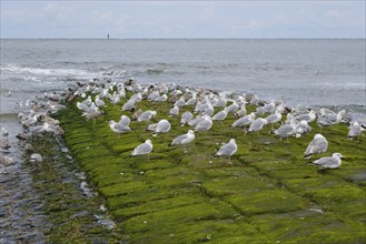 Herring Gulls (Larus michaellis) resting on a stone jetty on the coast, Norderney, North Sea, East