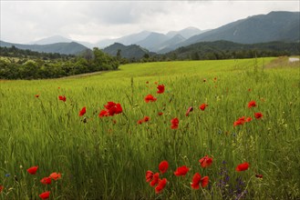 Flower meadow and mountains, near Montbrun-les-Bains, Plus beaux villages de France, Département