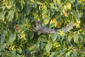 Grey squirrel (Sciurus carolinensis) adult animal feeding on a leaves in a tree, Suffolk, England,