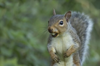 Grey squirrel (Sciurus carolinensis) adult animal with a hazelnut in its mouth, Suffolk, England,