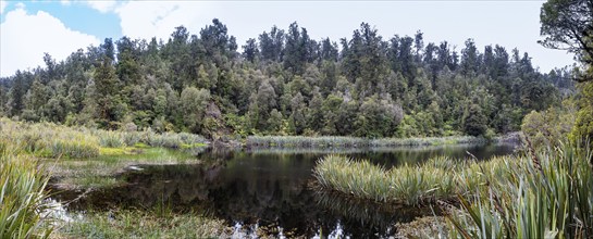 Lake Matheson Trail, New Zealand, Oceania