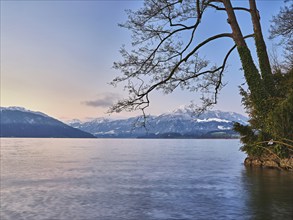 Morning atmosphere at Lake Zug with a tree with ivy in the foreground and the snow-covered Rigi in