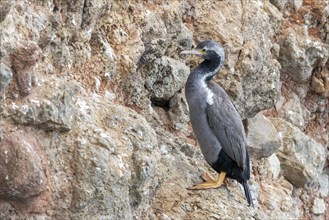 Cormorants (Phalacrocoracidae), Otago Peninsula, New Zealand, Oceania