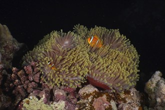 Magnificent sea anemone (Heteractis magnifica) and red sea clownfish (Amphiprion bicinctus) at