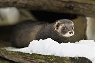 European polecat (Mustela putorius) or woodland polecat, sitting on a pile of wood, captive,