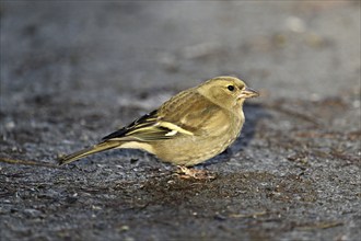 Common chaffinch (Fringilla coelebs), female sitting on the ground, Switzerland, Europe