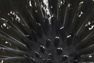 Western capercaillie (Tetrao urogallus) cock, close up detail of male's backside showing erect