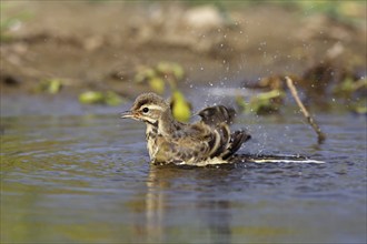 Western yellow wagtail (Motacilla flava), young bird taking a bath, plumage care, Naturpark