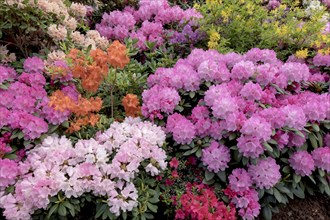 Rhododendron and azalea blossom, Lower Saxony, Germany, Europe