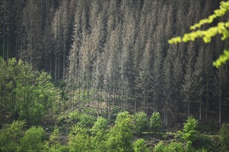 More than 40% of the forest in Sauerland is damaged, but in the Corona crisis many walkers are