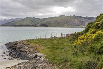 Otago-Halbinsel, Neuseeland