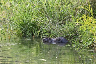 Eurasian beaver, european beaver (Castor fiber), feeding on the riverbank, Freiamt, Canton Aargau,