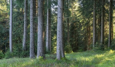 Sunny spruce forest, Thuringian Forest, Thuringia, Germany, Europe