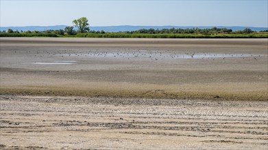 Heavily dried-up Zicksee, Lake Neusiedl-Seewinkel National Park, Burgenland, Austria, Europe