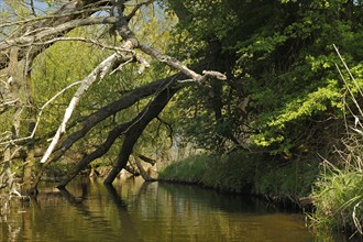 Alder forest in spring, Müritz National Park, Mecklenburg-Western Pomerania, Germany, Europe