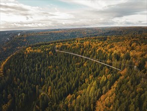 Aerial view of the Wildline suspension bridge in autumn, Sommerberg, Bad Wildbad, Black Forest,