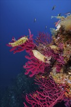 Two specimens of egg capsule of nursehound (Scyliorhinus stellaris) on violescent sea-whip