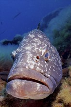 Portrait of dusky grouper (Epinephelus marginatus) (Mycteroperca marginatus) in the Mediterranean