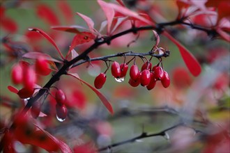 Autumn, After a rain, Barberry with water drops, Germany, Europe